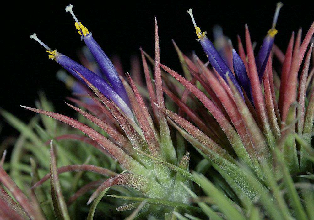 Tillandsia ionantha 'Mexican Zebra' – Tropiflora