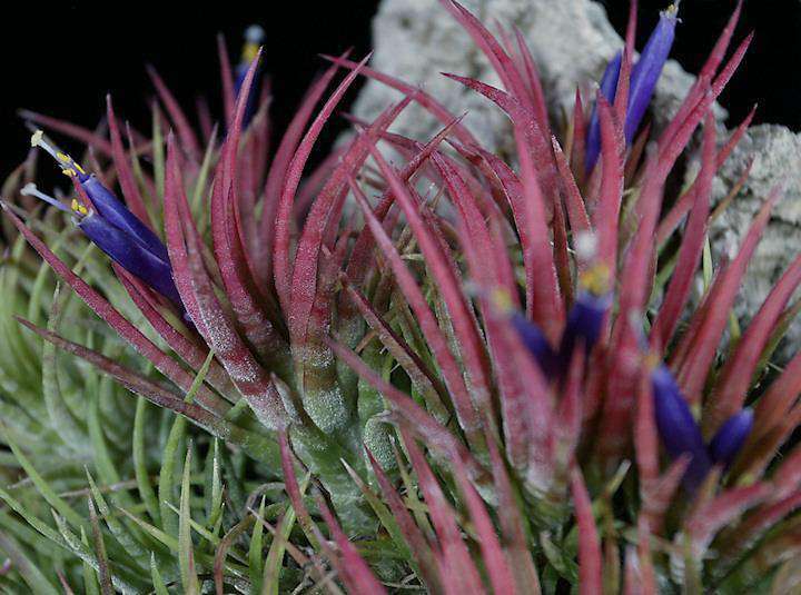 Tillandsia ionantha 'Mexican Zebra' – Tropiflora