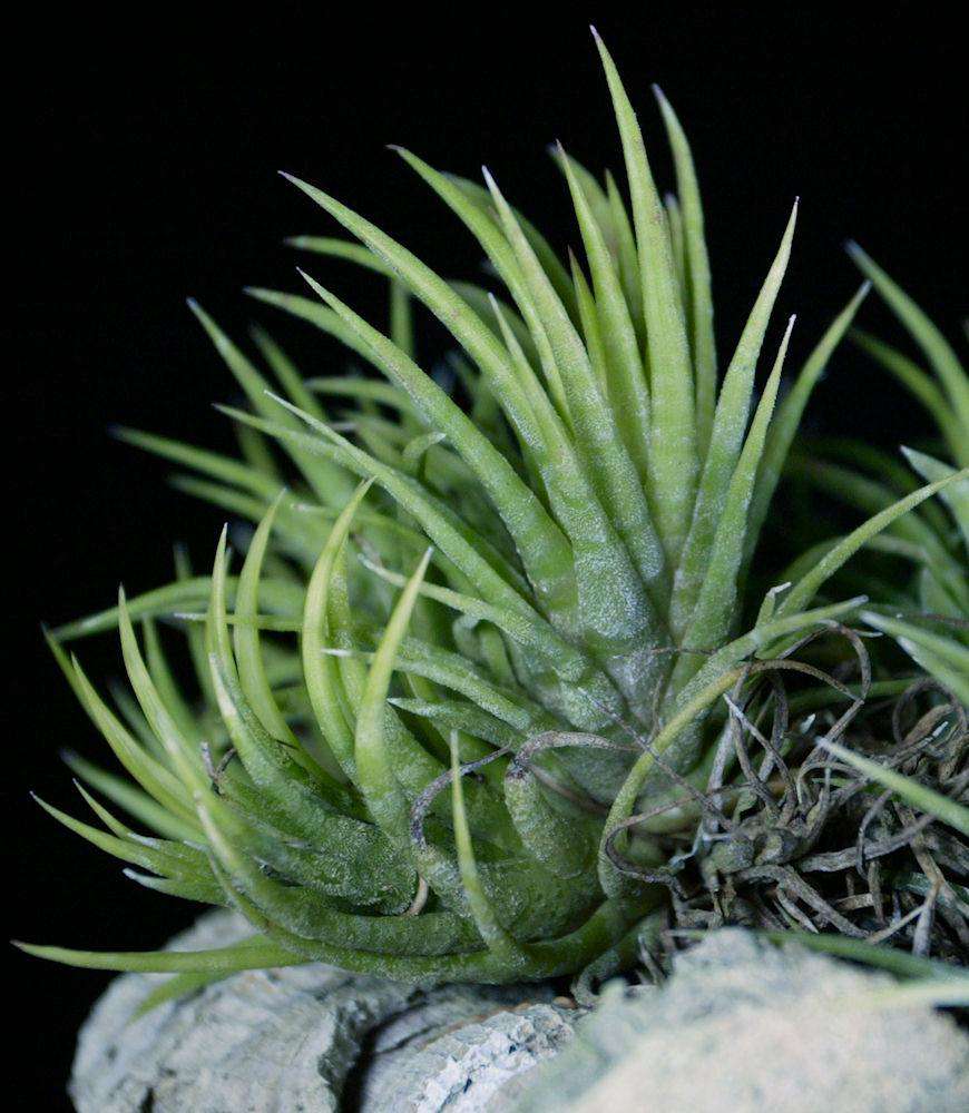 Tillandsia ionantha 'Mexican Zebra' – Tropiflora