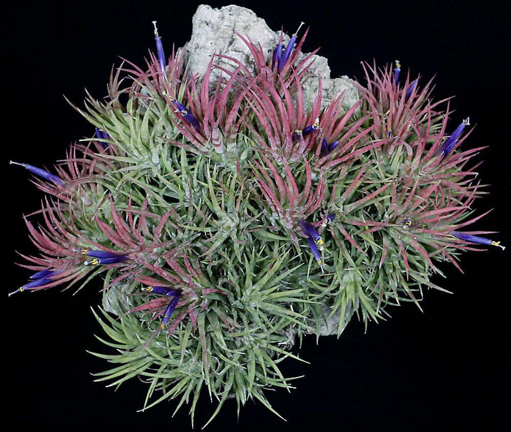 フラワー・ガーデニング Tillandsia ionantha Mexican zebra 8351-Tillandsia-ionantha-