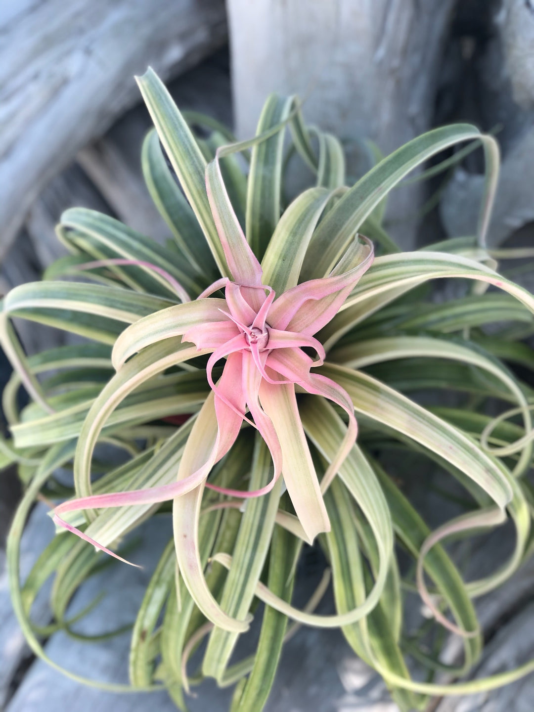 Tillandsia ‘Deborah Ann’（デボラアン） Tillandsia 'Deborah Ann' – Tropiflora