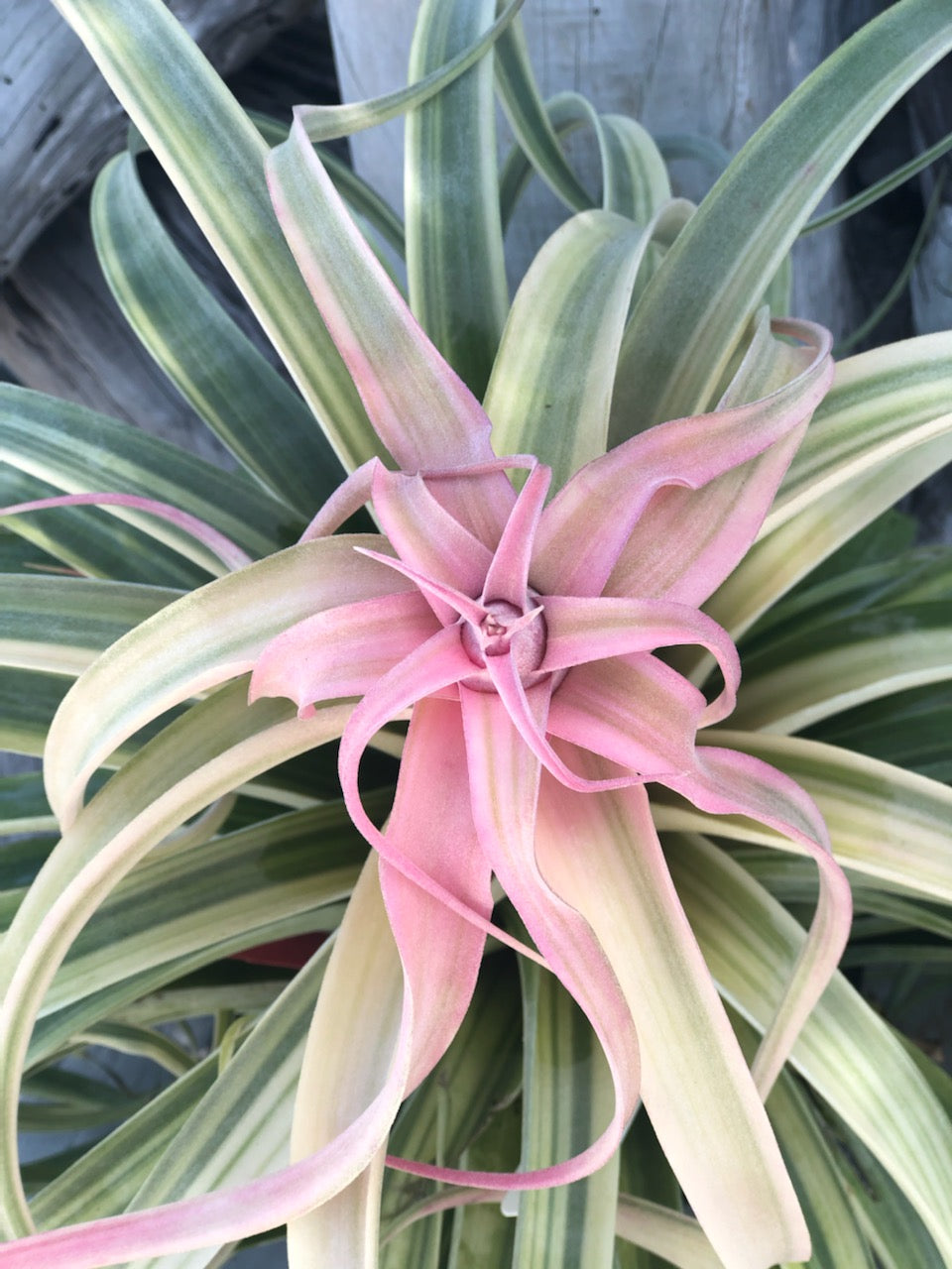 Tillandsia ‘Deborah Ann’（デボラアン） Tillandsia 'Deborah Ann' – Tropiflora