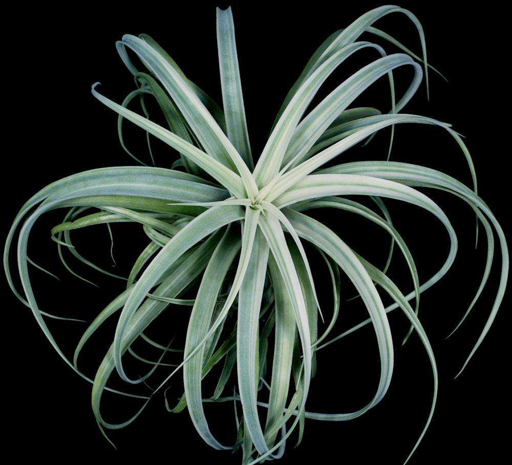 Tillandsia ‘Deborah Ann’（デボラアン） Tillandsia 'Deborah Ann' – Tropiflora