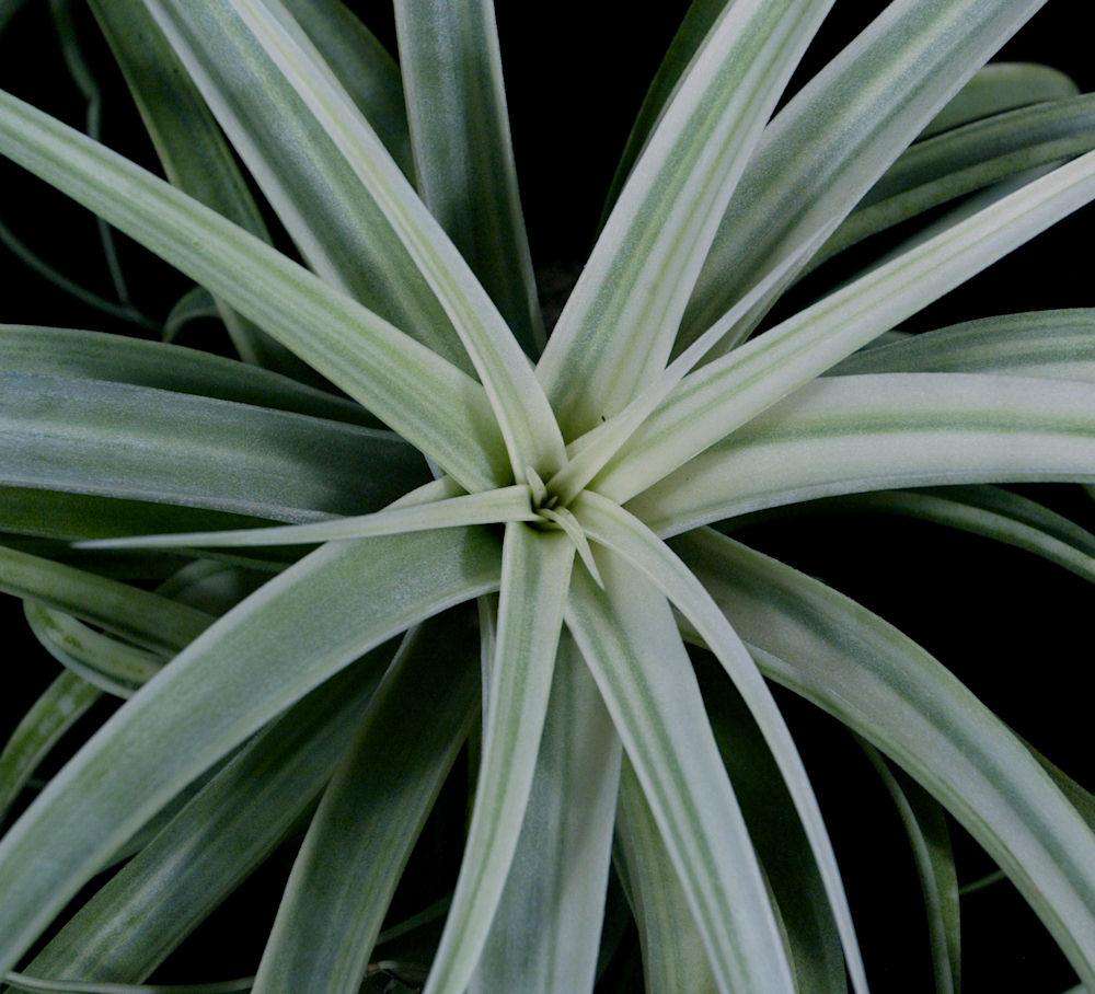 Tillandsia 'Deborah Ann' – Tropiflora