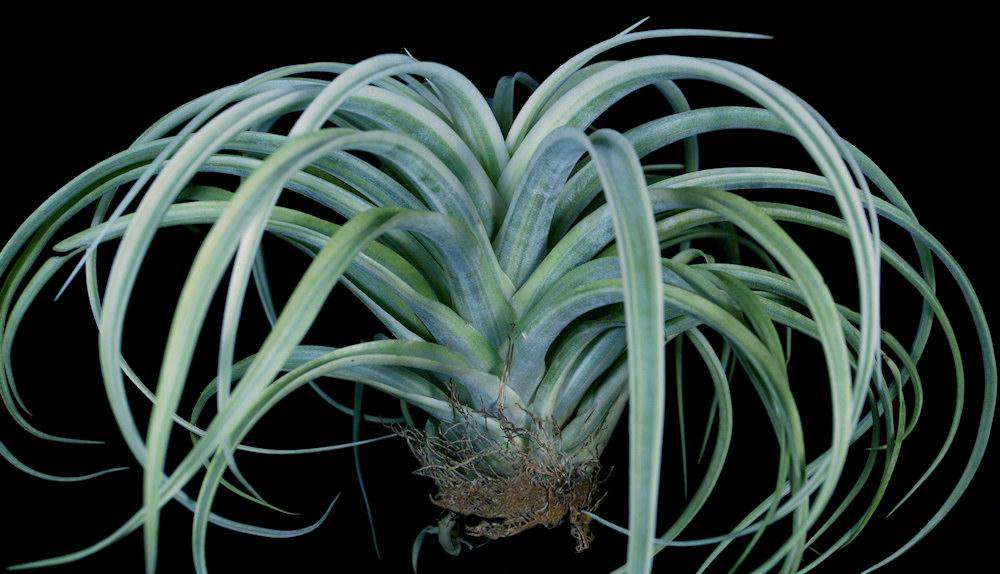 Tillandsia ‘Deborah Ann’（デボラアン） Tillandsia 'Deborah Ann' – Tropiflora