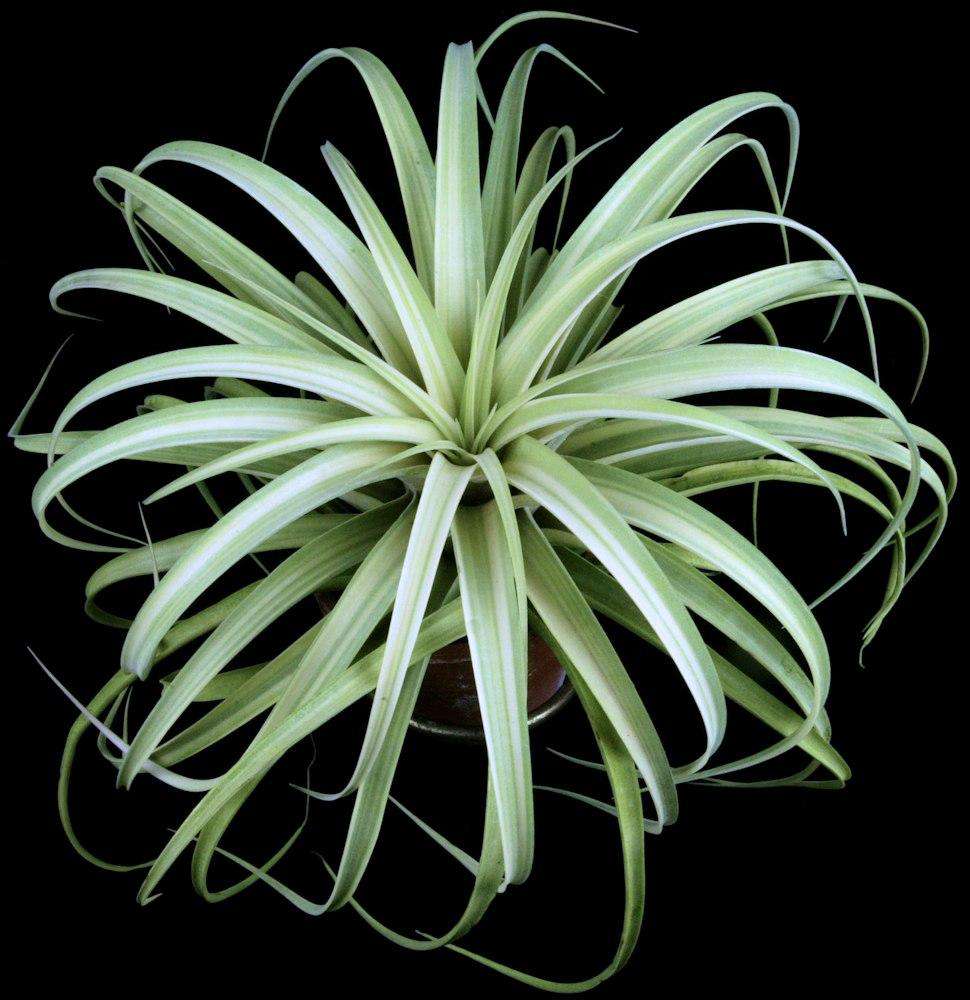 Tillandsia 'Deborah Ann' – Tropiflora