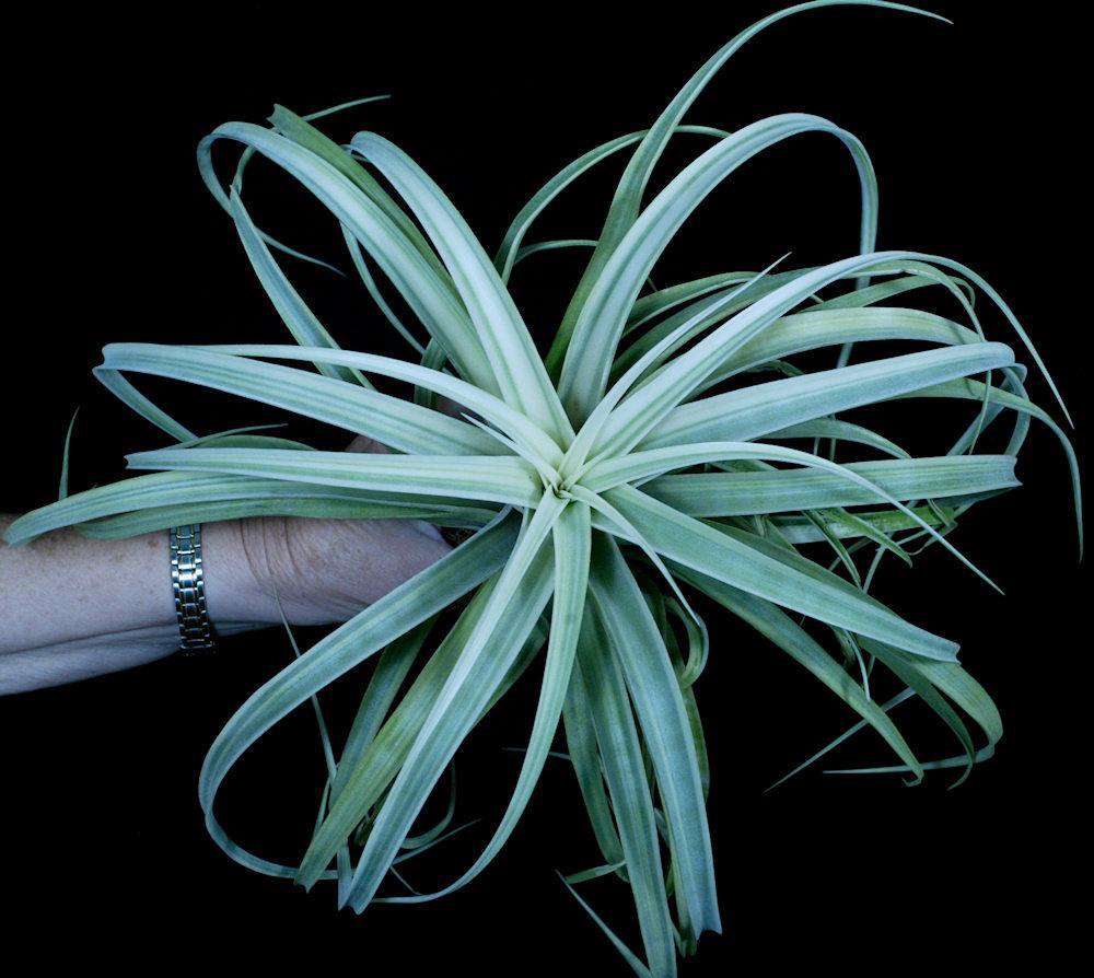 Tillandsia 'Deborah Ann' – Tropiflora