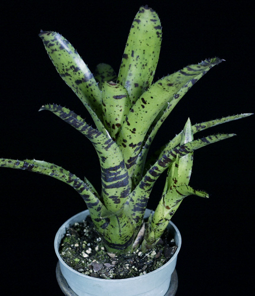 8384_Neoregelia_Hotwire.jpg?v=