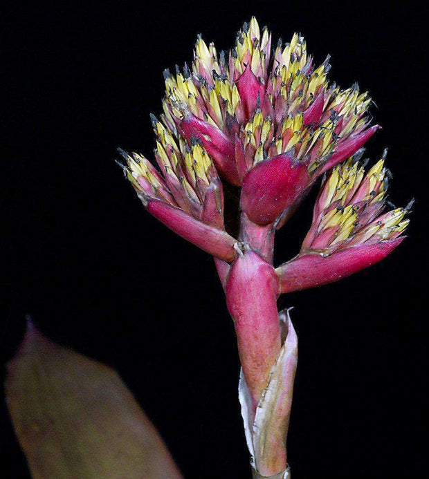 Aechmea cephaloides - Tropiflora