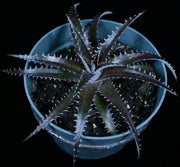 Dyckia 'Ruby Snow'