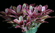 Neoregelia 'Sirius' - Tropiflora