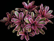Neoregelia 'Sirius' - Tropiflora