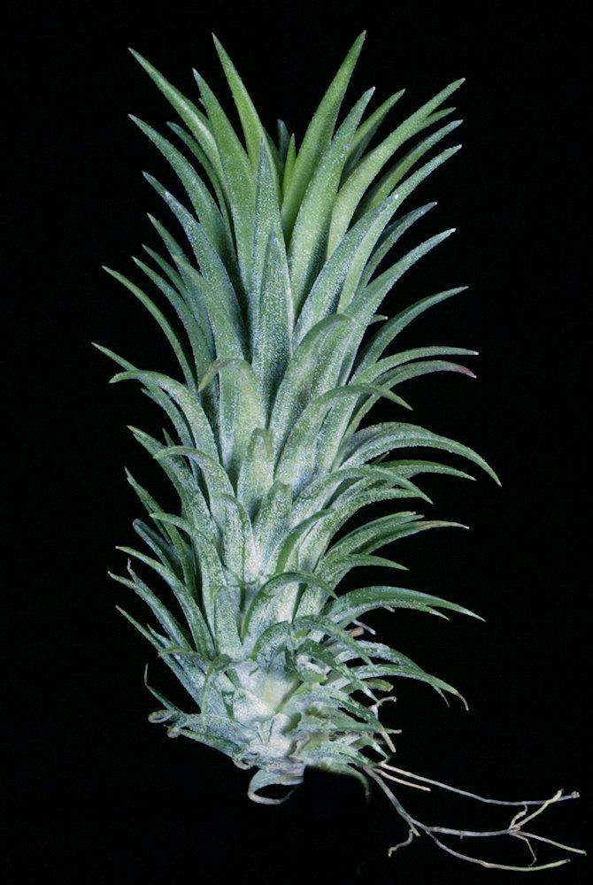 Tillandsia 'Wait 'n See' – Tropiflora