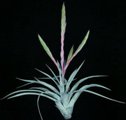 Tillandsia 'Madre' - Tropiflora