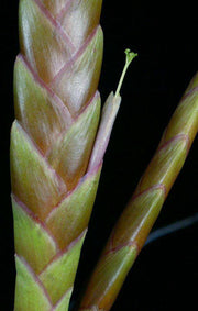 Tillandsia 'Kathy Knuth' - Tropiflora