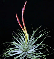 Tillandsia 'Kathy Knuth' - Tropiflora