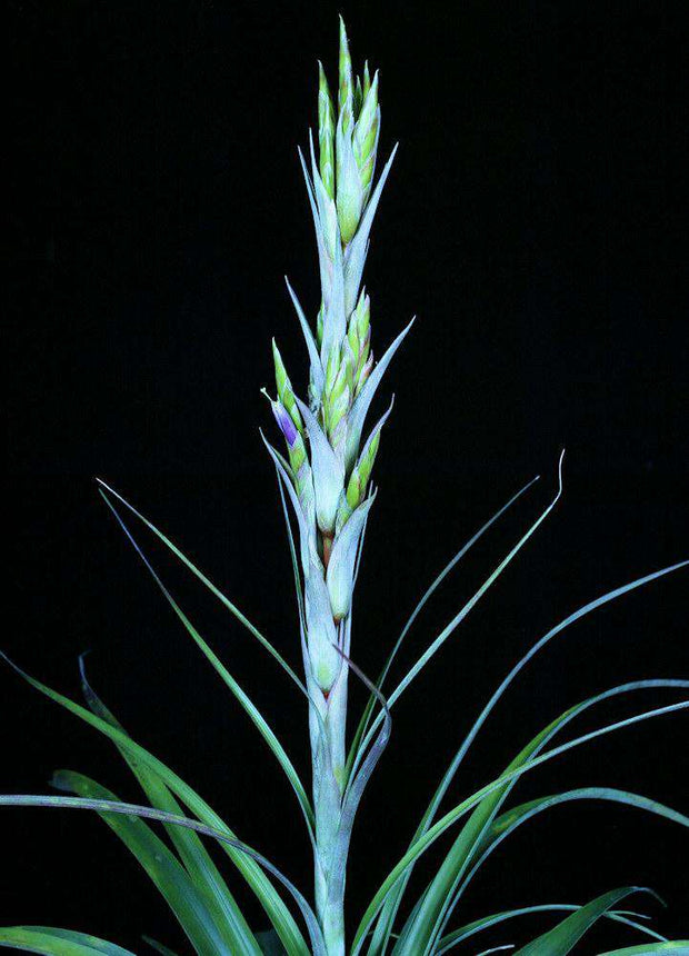 Tillandsia limbata x brachycaulos - Tropiflora