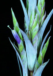 Tillandsia limbata x brachycaulos - Tropiflora