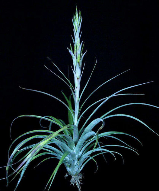 Tillandsia limbata x brachycaulos – Tropiflora