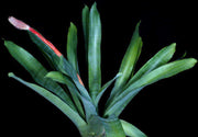Aechmea alopecurus - Tropiflora