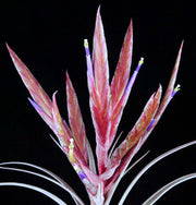 Tillandsia chiapensis x rothii ex Tony - Tropiflora