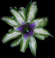 Neoregelia 'Foofaraw' - Tropiflora