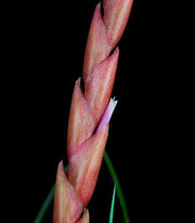 Tillandsia 'Chevere' - Tropiflora