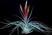 Tillandsia concolor x roland-gosselinii - Tropiflora