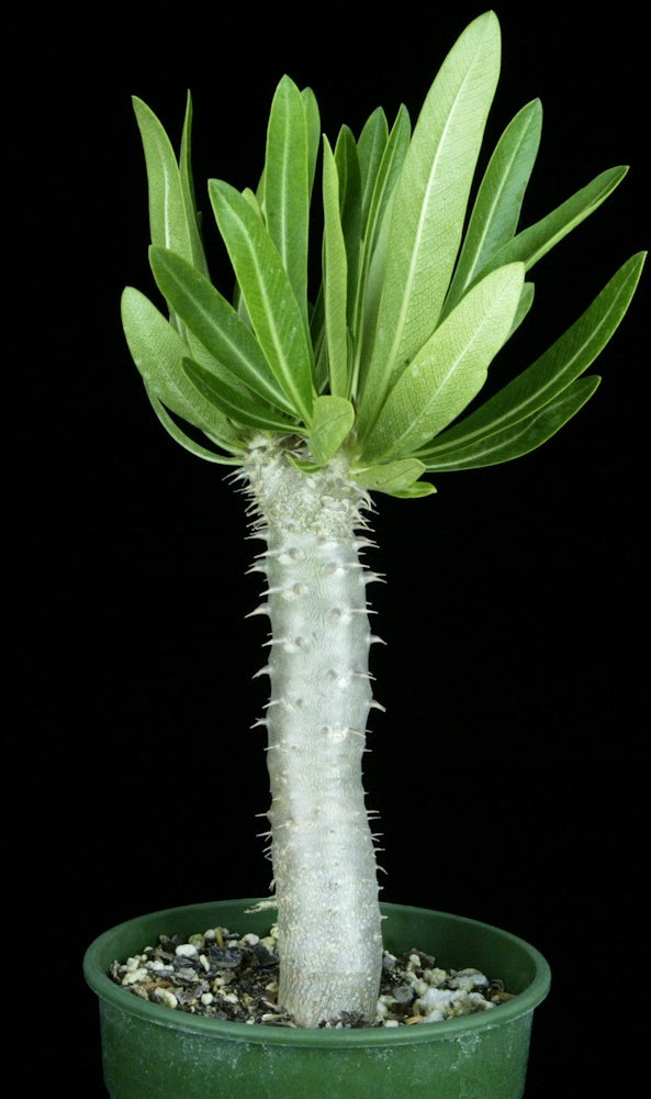Pachypodium densiflorum brevicalyx