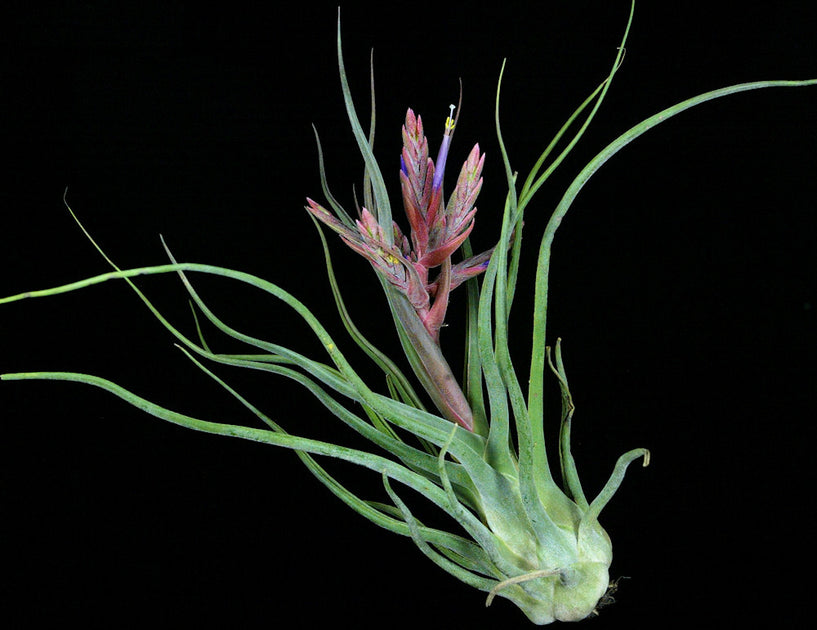Tillandsia 'Showtime' x seleriana – Tropiflora