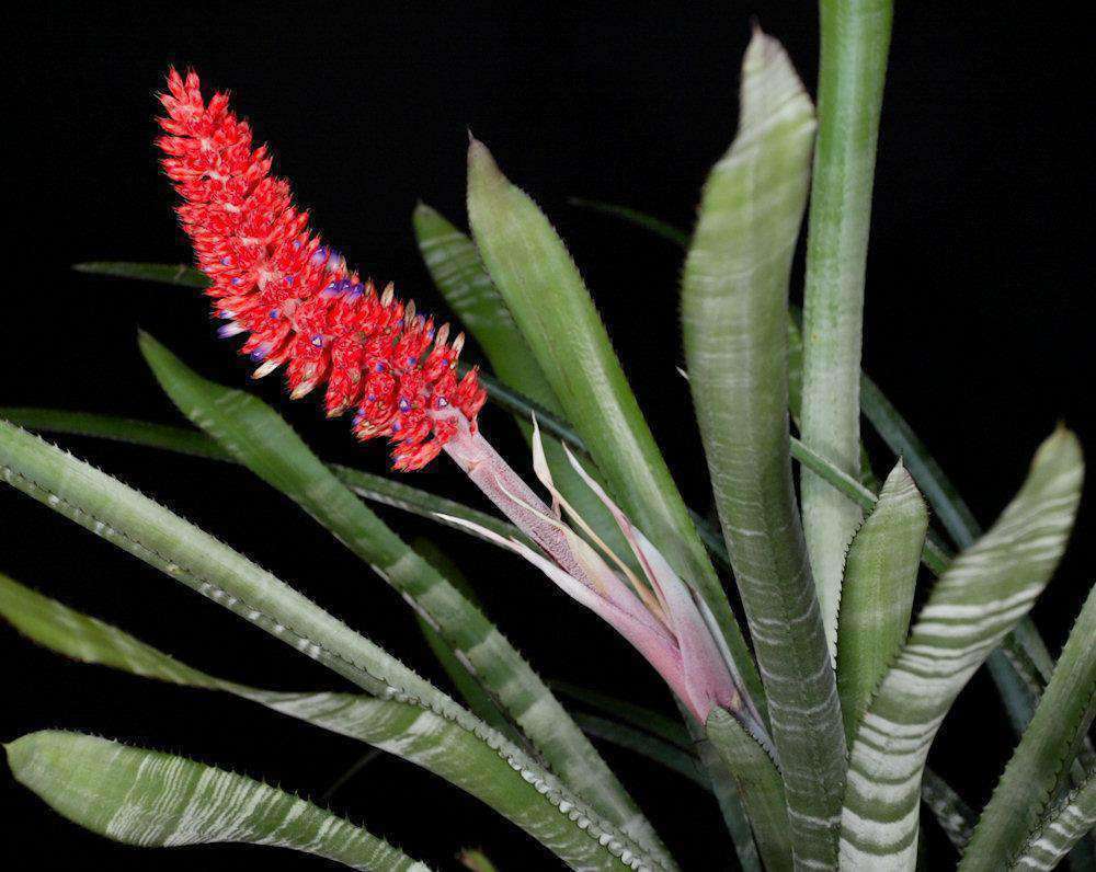 ブロメリア・エアープランツ Aechmea phanerophlebia 'Inland Form