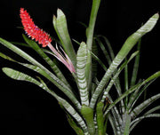 Aechmea phanerophlebia 'Rosea' - Tropiflora