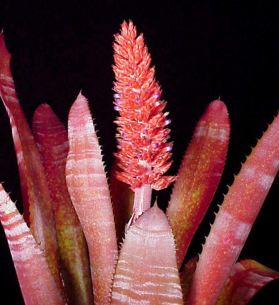 Aechmea phanerophlebia 'Rosea' – Tropiflora