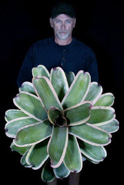 Neoregelia 'Sonic Boom' - Tropiflora