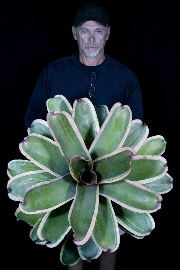 Neoregelia 'Sonic Boom' - Tropiflora
