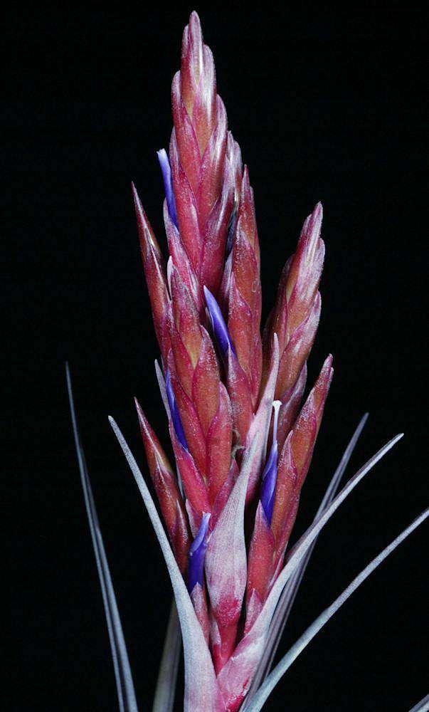 Tillandsia 'Domingo' – Tropiflora