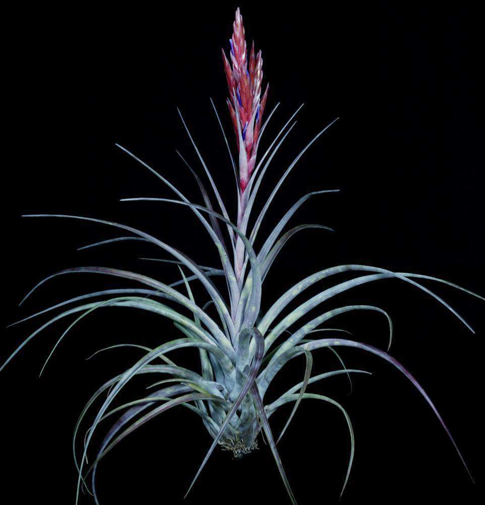 Tillandsia チランジア Domingo's stripe Tillandsia 'Domingo' – Tropiflora