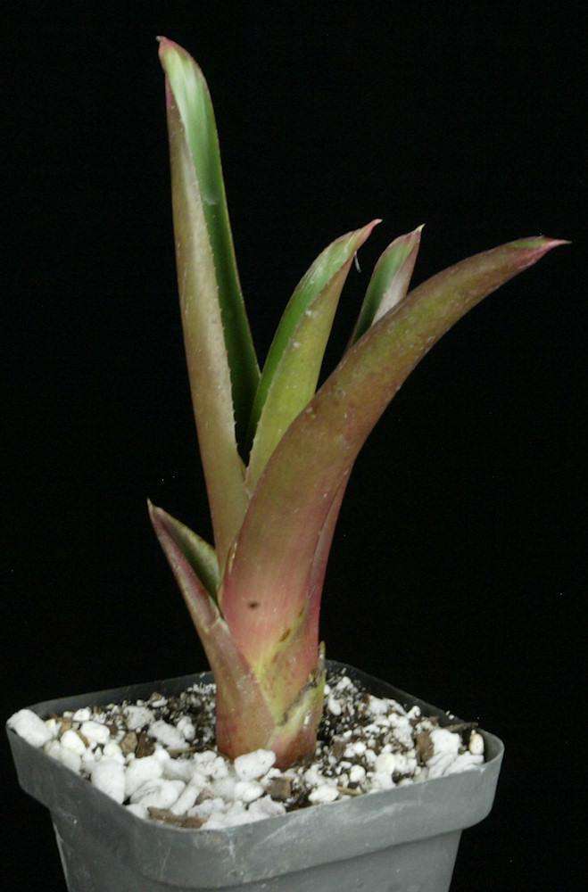 Neoregelia bahiana shiny bulbous clone – Tropiflora