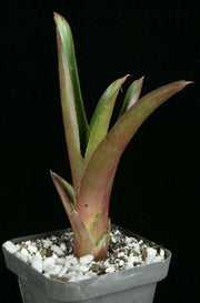 Neoregelia bahiana shiny bulbous clone - Tropiflora