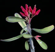 Euphorbia pedilanthioides - Tropiflora