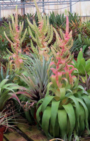 Tillandsia 'Samantha' - Tropiflora