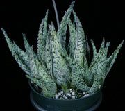 Aloe 'Doran Black' f2 - Tropiflora