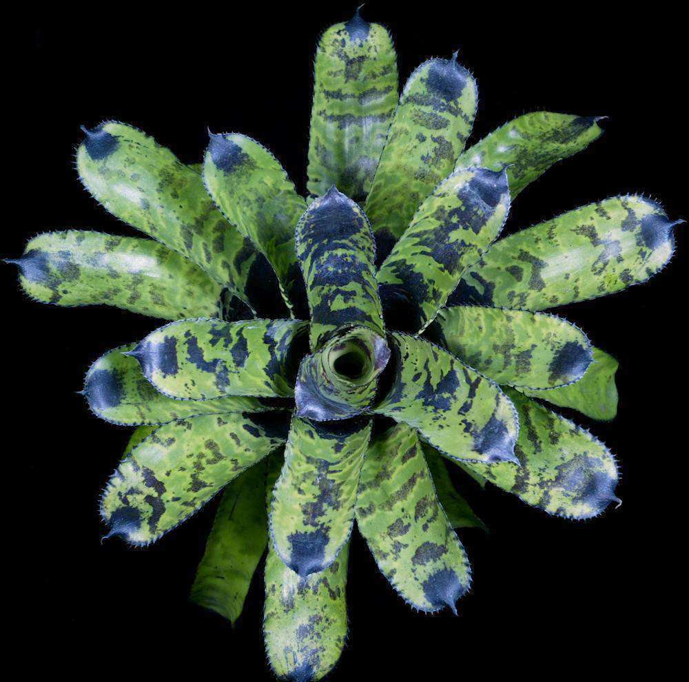 ブロメリア・エアープランツ Aechmea Haiku Aechmea 'Haiku' – Tropiflora