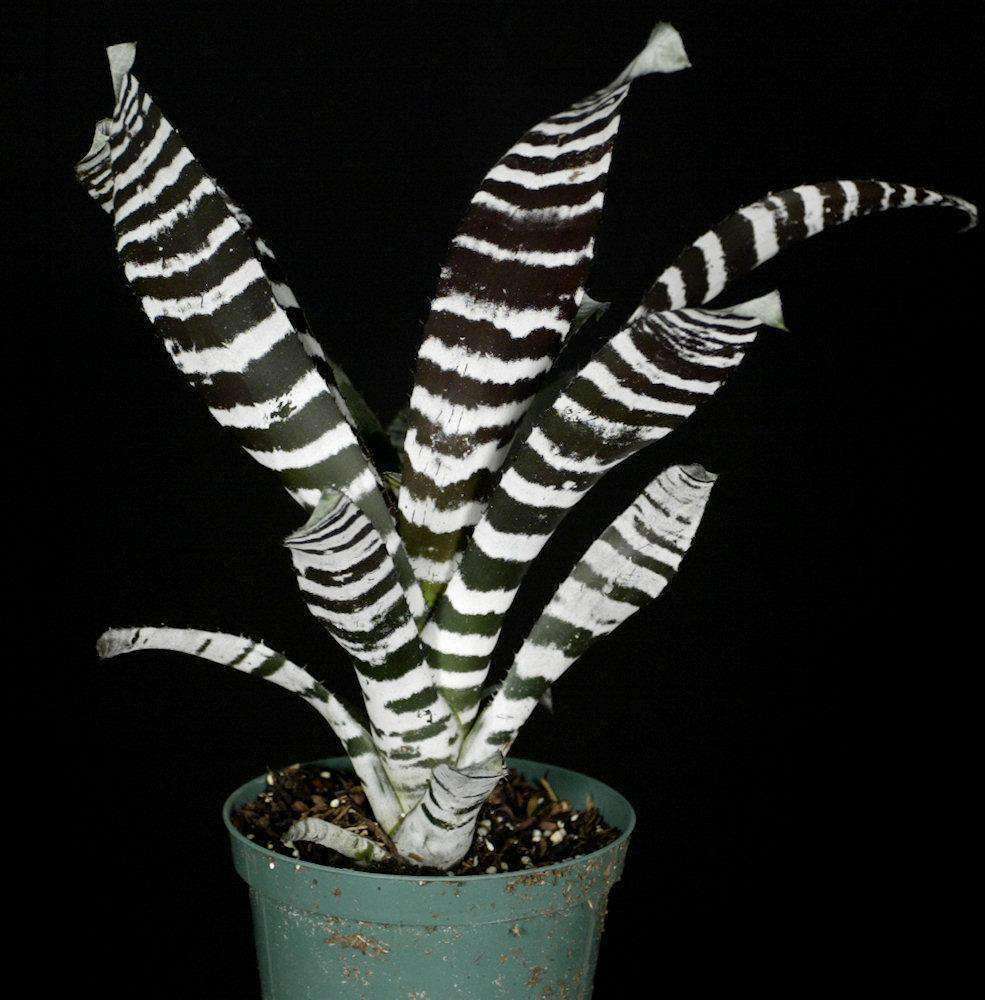 【希少】Aechmea chantinii Black Select/Ebony Aechmea chantinii 'Ebony' – Tropiflora