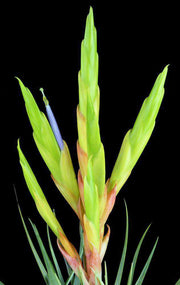 Tillandsia 'Flamboyant' - Tropiflora