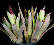 Neoregelia cruenta 'Pontal' - Tropiflora