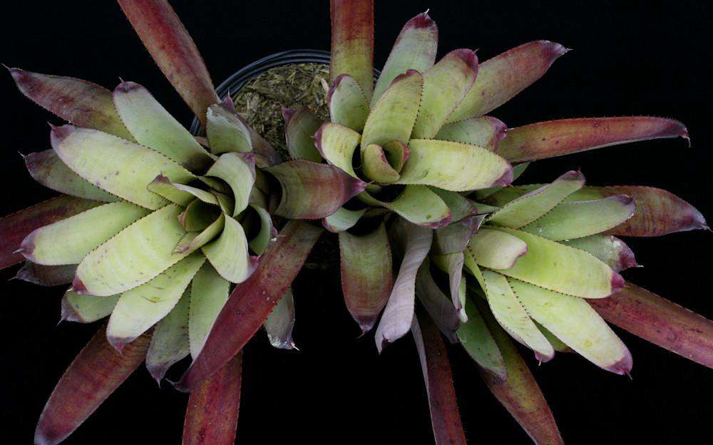 Neoregelia cruenta 'Pontal' – Tropiflora