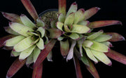 Neoregelia cruenta 'Pontal' - Tropiflora