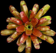 Neoregelia 'Noggin' - Tropiflora