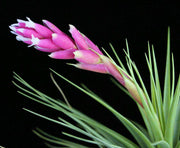 Tillandsia 'Sweet Sue' - Tropiflora